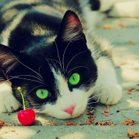 Green Eyes Kitten