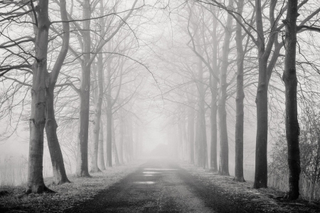 Misty Road - nature, fog, Mist, morning, tree