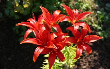 Red Lilies - flowers, lilies, nature, red, flowerbed