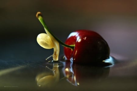 Snail and cherry - snail, macro, red, summer, cherry, cute, fruit