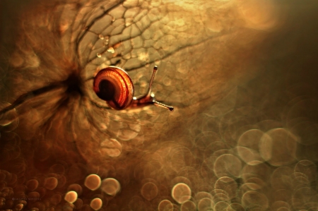 Snail - macro, snail, water drops, orange, leaf