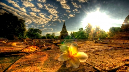 Beautiful Flower at the Temple - nature, sky, trees, clouds, sun, flowers, temple