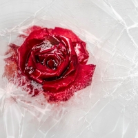 Rose and ice