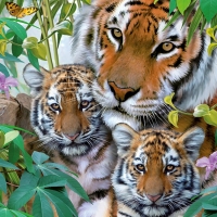 Tigers