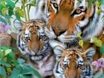 Tigers