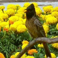 Exotic Spring Bird