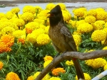 Exotic Spring Bird