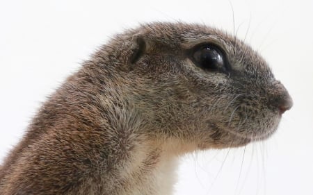 Prairie dog - animal, eye, prairie, dog