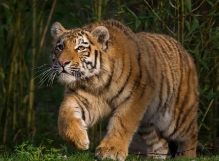 Tiger - cat, animal, paw, tiger