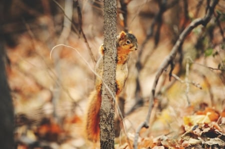 squirrel - animal, tail, chipmunk, squirrel