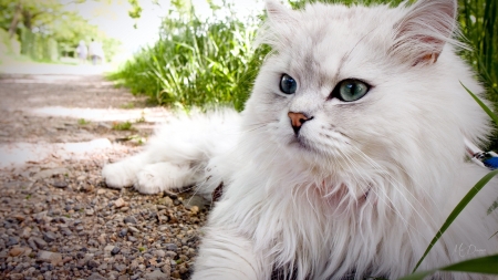 Fluffy White Cat - cat, firefox persona theme, garden, kitty, lovable, kitten, pet, feline, blue eyes, fluffy