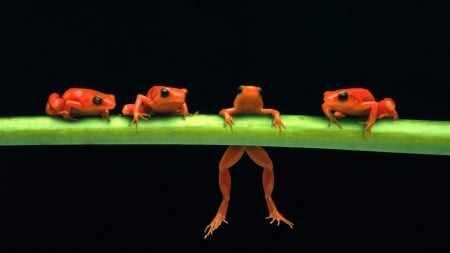 Hanging On - Firefox Persona theme, red frogs, branch, limb, garden, amphibians