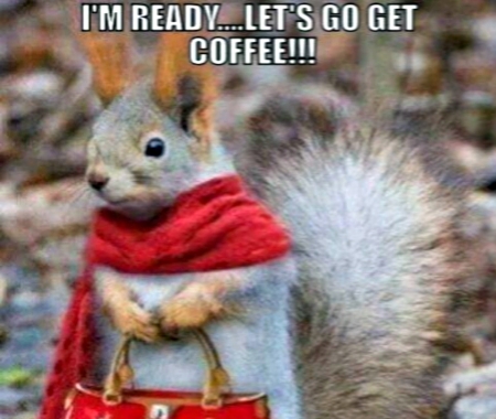 Ready - Animals, Red, Funny, Squirrells