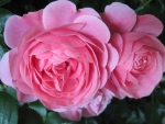 Pink Roses