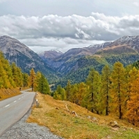 Road through Mountain Forest in Fall