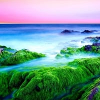 Green Seashore at Dawn