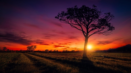 Rainbow Shadows - rainbow sky, shadows, spring, plains, sun, stillness, grass, serene, silhouettes, vibrant, field, trees, mountain, distance