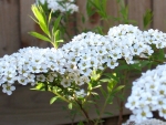 BEAUTIFUL WHITE BLOSSOMS