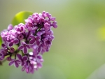 BEAUTIFUL LILACS