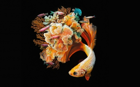 Fish - summer, orange, lisa ericson, black, fantasy, coral, golden, fish, art, luminos