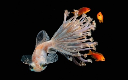 Fish - summer, black, exotic, white, lisa ericson, coral, art, fish, orange