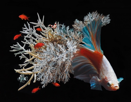 Fish - summer, black, white, lisa ericson, coral, art, blue, fish, orange