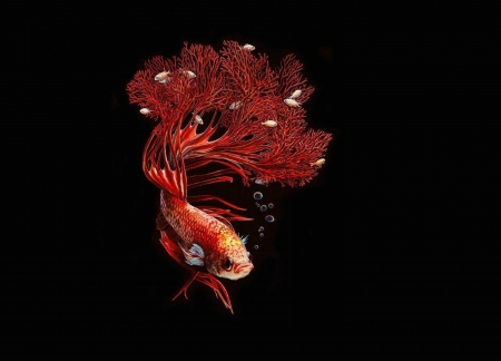 Fish - summer, lisa ericson, black, coral, red, bubbles, fish, art, luminos