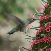 Humming-bird