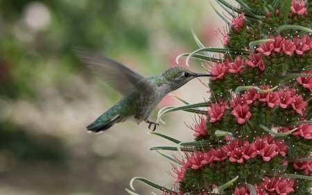 Humming-bird - humming-bird, pink, colibri, green, cute, flower, pasare, bird