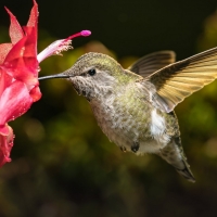 Humming-bird