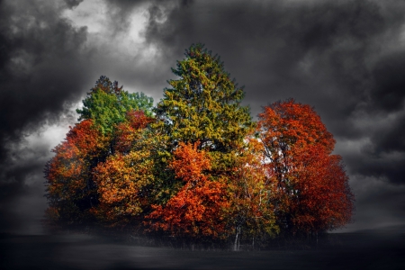 Autumn forest - Trees, Nature, Clouds, Night