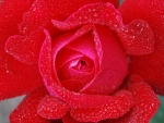 ROSE WITH WATER DROPLETS