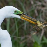 CRANE WITH FROG