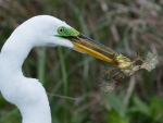 CRANE WITH FROG