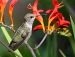 CUTE HUMMINGBIRD