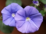 MORNING GLORY FLOWERS