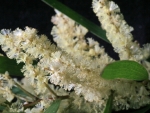 WHITE BLOSSOM FLOWERS