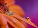 DAISY PETAL WITH DROPLET