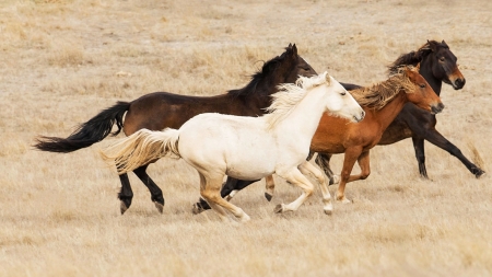 Horse - stallion, animal, Horse, wild