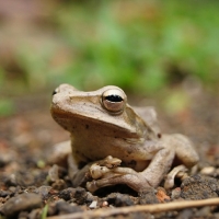 CLOSE UP OF FROG