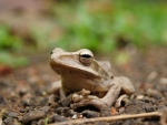 CLOSE UP OF FROG