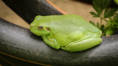 BEAUTIFUL GREEN FROG - beautiful, frog, image, green