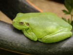 BEAUTIFUL GREEN FROG