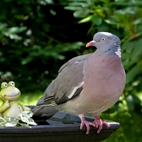 DOVE ON BIRD BATH