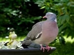 DOVE ON BIRD BATH