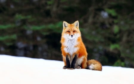 Fox - snow, animal, tail, Fox