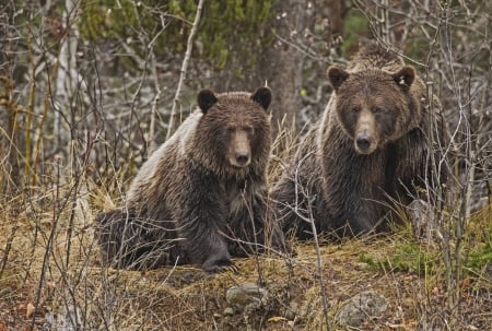 Bear - animal, bear, paw, hair