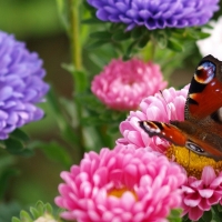 Butterfly on Aster Flowers