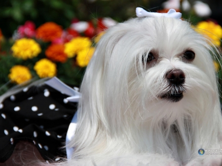 Belo Caozinho - animal, white, puppy, dog