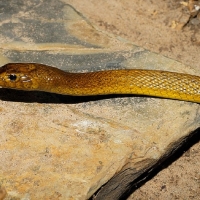 INLAND TAIPAN SNAKE